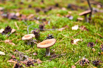 Mushroom fall forest Mushroom autumn mushroom in  forest sorrounded by green lush moss