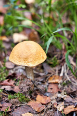 Mushroom fall forest Mushroom autumn mushroom in  forest sorrounded by green lush moss