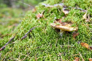 Mushroom fall forest Mushroom autumn mushroom in  forest sorrounded by green lush moss