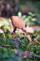 Mushroom fall forest Mushroom autumn mushroom in  forest sorrounded by green lush moss