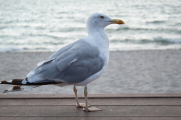 Obraz premium a pensive seagull on the pier at sunset against the backdrop of the sea without people
