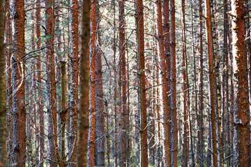 Fototapeta premium Forest view of tall pine tree trunks