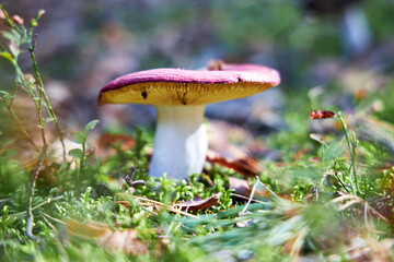 Mushroom fall forest Mushroom autumn mushroom in  forest sorrounded by green lush moss