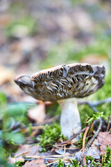 Mushroom fall forest Mushroom autumn mushroom in  forest sorrounded by green lush moss