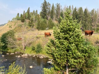 MacDonald Pass, Montana Cattle