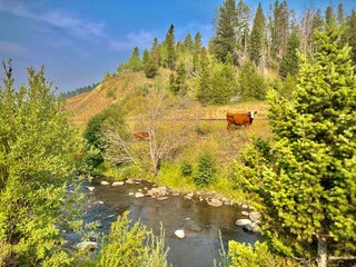 MacDonald Pass, Montana Cattle