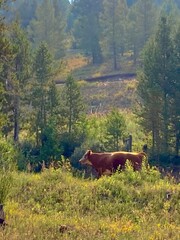 MacDonald Pass, Montana, Cattle
