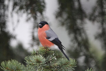 cardinal on a branch