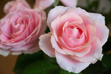 スイートアバランチェ