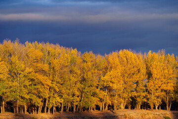 Fototapeta premium beautiful autumn landscape with river and forest, cloudy sky