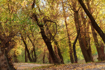 beautiful autumn landscape, trees with yellow leaves