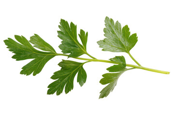 Parsley branch close-up on transparent background