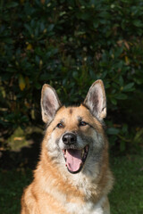 Porträt eines älteren Deutschen Schäferhundes