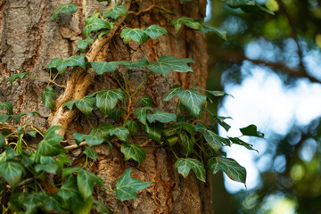 bluszcz pnie się po drzewie dębu, ivy climbs up the oak tree © meegi