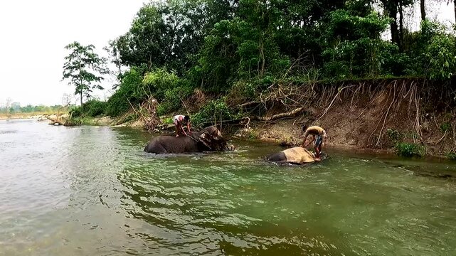 Elephant Bathing at Muri River in Dhupjhora, Dooars, West Bengal