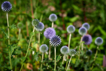 blue and white flower