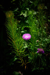 pink and white flower