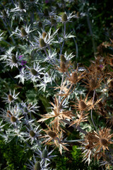 close up of a cactus