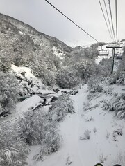 winter forest