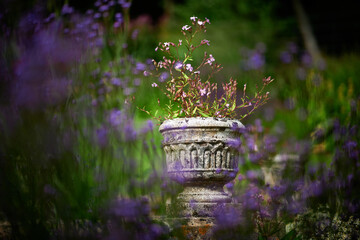 flowers in the garden