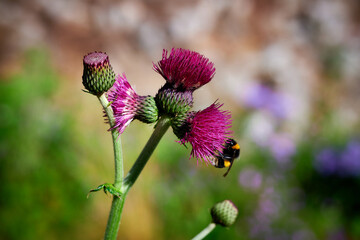 bee on a flower