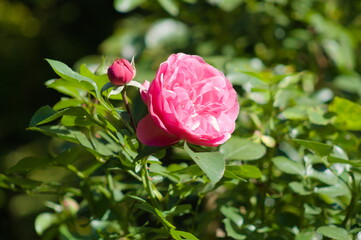 Pink rose flowers in green garden.