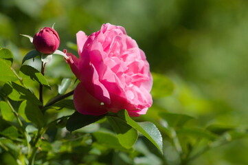 Pink rose flowers in the summer garden.