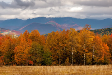 Fototapeta premium Autumn Landscape Background