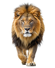 Obraz premium Lion isolated on white background.