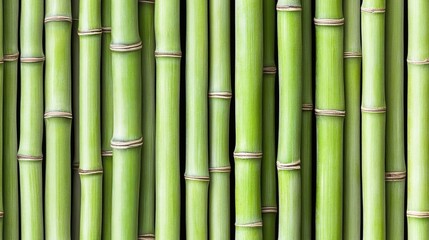 Fototapeta premium The lush green bamboo stems are densely arranged, creating a serene, abstract backdrop perfect for various design purposes or as a calming wallpaper SEAMLESS PATTERN