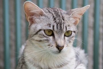 Naklejka premium Junge Egyptian Mau Katze auf dem Balkon