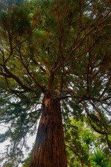 Fototapeta premium large tree with a trunk that is brown and has a few holes in it