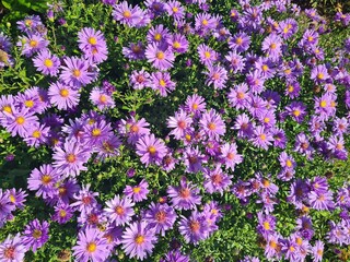 Obraz premium Astern blau / lila - Aster - Asteraceae 2
