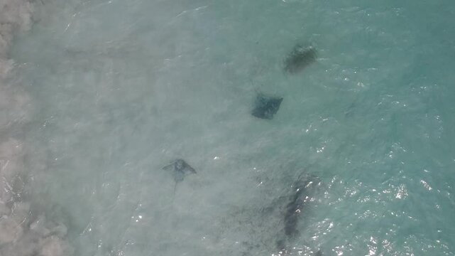 Zwei Stachelrochen schwimmen im Meer bei der Hamelin Bay in Westaustralien