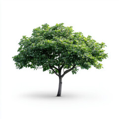 Obraz premium Isolated green tree with a full canopy against a clean white background, ideal for design and environmental themes.
