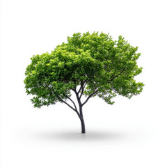 Obraz premium Vibrant photo of a lush green tree standing alone against a clean white background, symbolizing nature and growth.