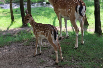 Baby deer