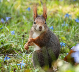 Neugierig blickendes Eichhörnchen auf der Blumenwiese