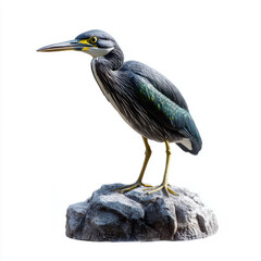 Fototapeta premium Close-up of a green heron standing on a rock, highlighting its vibrant colors and sharp beak, isolated on white.
