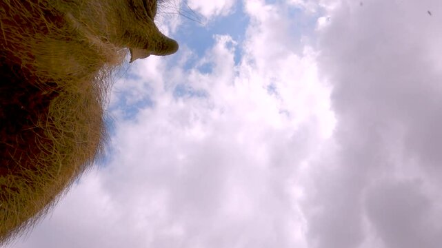 Common Warthog eats from mineral supplement lick block, upwards POV copy space