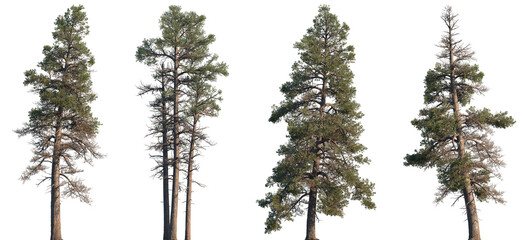 Set of Pinus contorta (common names lodgepole pine and shore pine, twisted pine, contorta pine) frontal set trees isolated png on a transparent background perfectly cutout