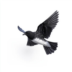 Obraz premium High-resolution image of a black-and-white bird mid-flight, wings spread wide, isolated on a white background.
