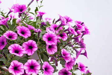 Close-up of blooming pink hanging petunias, capturing the beauty of seasonal flowers for use in flower cultivation and decoration themes.