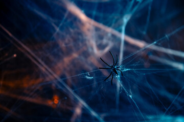 Halloween. spider crawls on the web.
