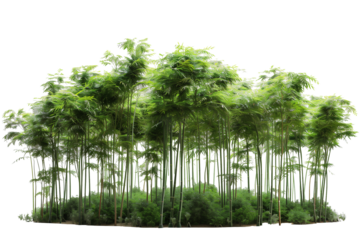 Lush bamboo forest isolated on transparent background