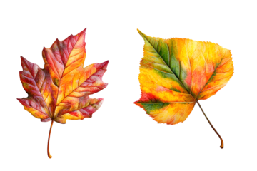 PNG Autumn leaf, transparent background