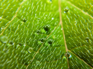 Nature Photography, Close-up of Fresh Green Leaf with Water Droplets in Soft Focus, macro, dew, foliage, plant, natural, morning, moisture, botany, environment, freshness, organic texture