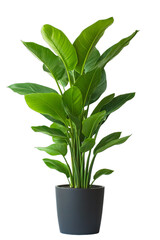 A vase or decorative plant is depicted planted in a pot
isolated on a white PNG background.