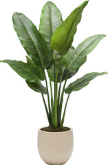A vase or decorative plant is depicted planted in a pot
isolated on a white PNG background.