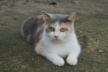 The cute cat laying on the ground 